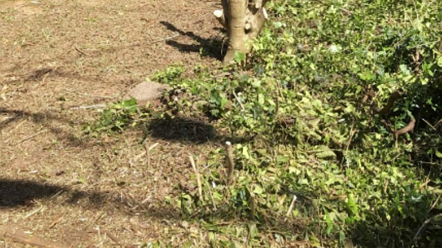 "The HOA decided my neighbor’s privacy hedge was an eyesore."