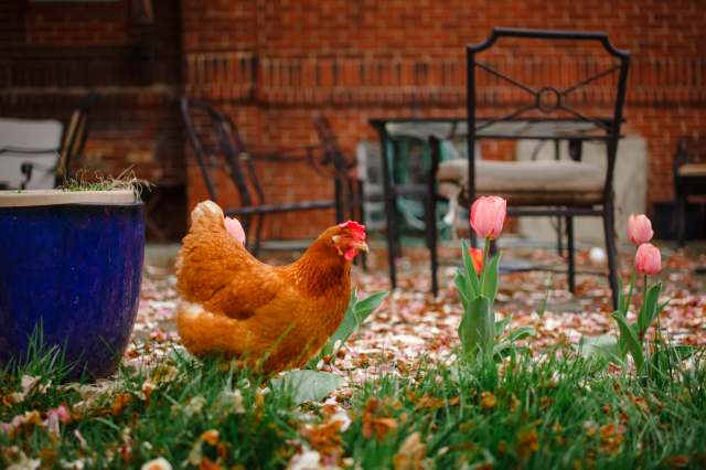 "Many people that I've spoken with have reached out asking if we can have chickens."