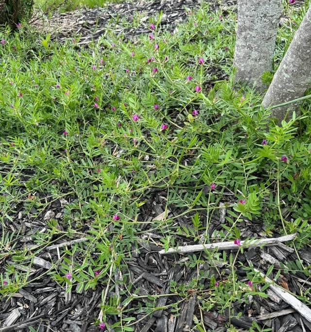 "Are these weeds disguised as a pea plant?"