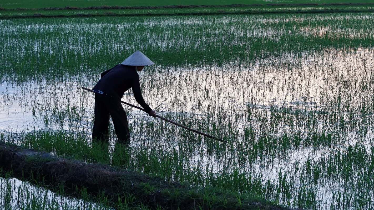It has the highest gross production value of any agricultural product worldwide.