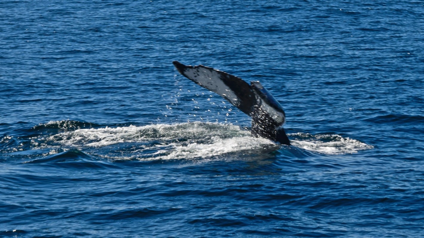 The ruling is a win for the endangered right whale.