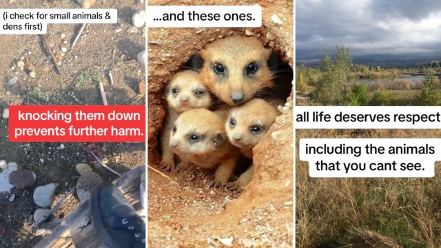 Rock cairns can negatively affect animals and the environment in a range of surprising ways.