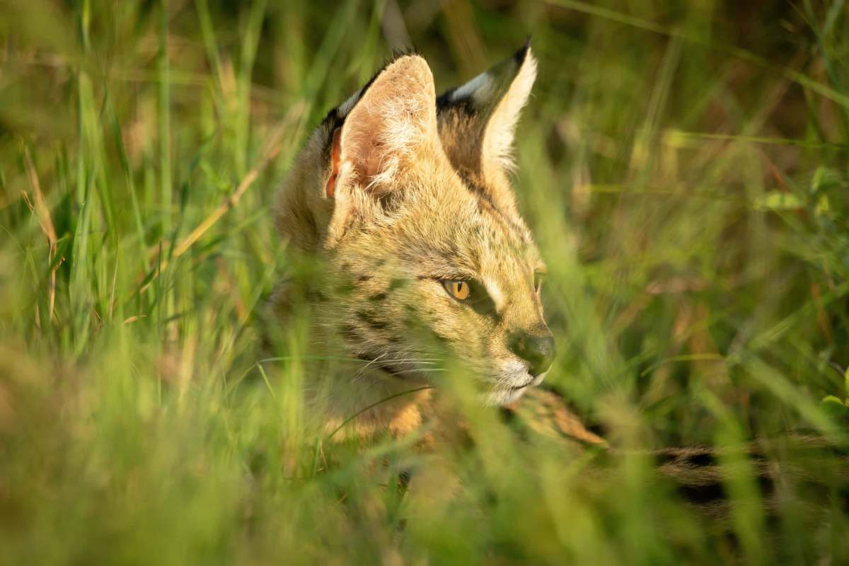 These cats can be extremely expensive, especially a first-generation one.