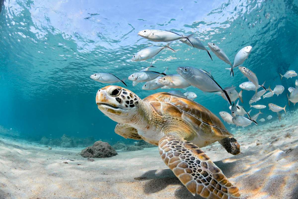 While it’s good news that the turtles have already been adapting in this way, it’s bad news that they must.