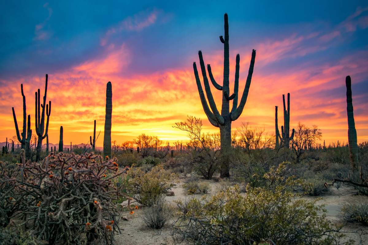 "It's just smothered most of the open space lands."