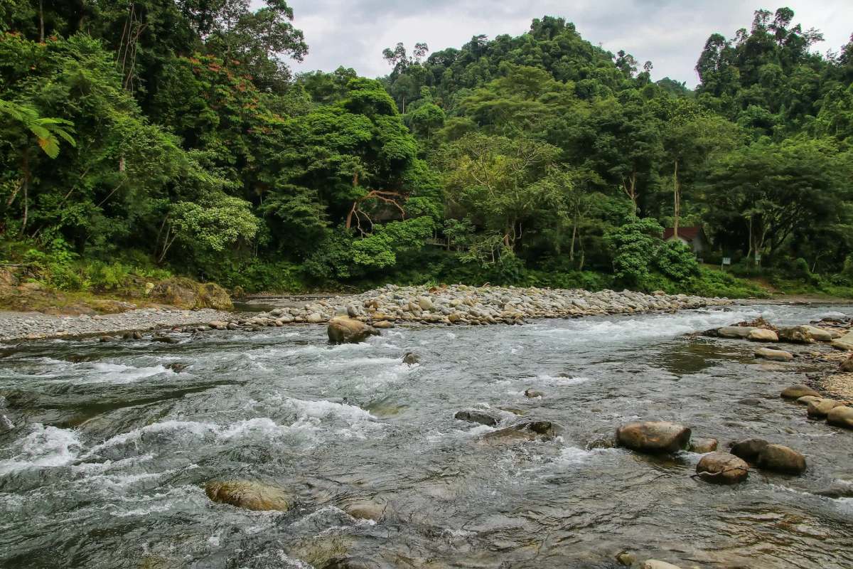 The illegal wildlife trade threatens not only individual animals but entire ecosystems.