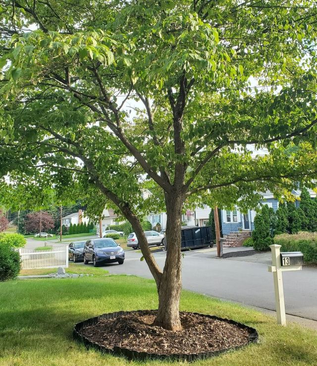 "Your dogwood thanks you!"