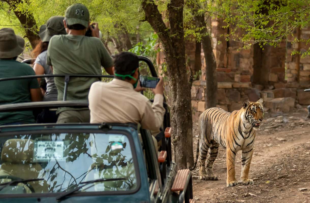 “Why can’t people maintain silence during safari?"