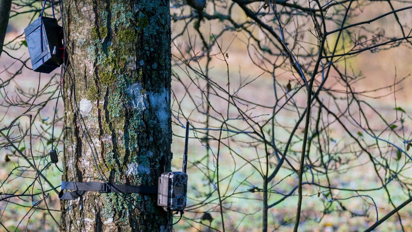 "Hopefully we’ll get a daytime shot of the same critter soon."