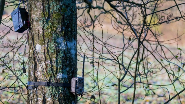 "Hopefully we’ll get a daytime shot of the same critter soon."
