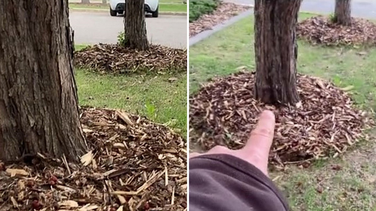 "Mulch around your tree, but avoid volcano mulching your trees."
