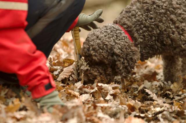 People widely recognize canines not only as man’s best friend but also for having exceptional sniffers.