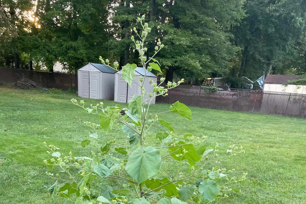 "It releases a chemical odor that is harmful to the surrounding soil."