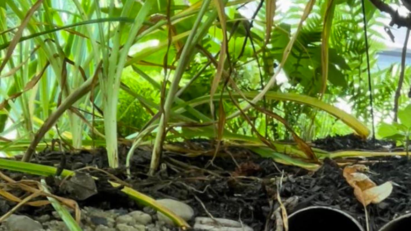 They discovered the pipes while removing dense bushes in the area.