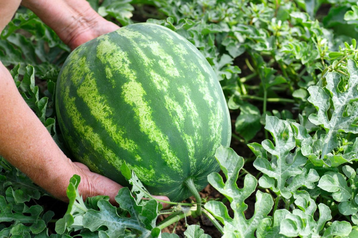 "This sharp contrast has led to problems in the fruit setting and will affect yields."