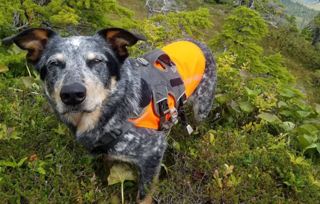 This canine-human success story is another sign of the growing use of dogs in conservation projects.
