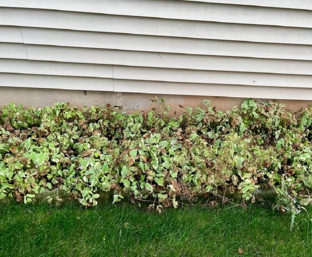 "It's just invaded the entire side of the house."