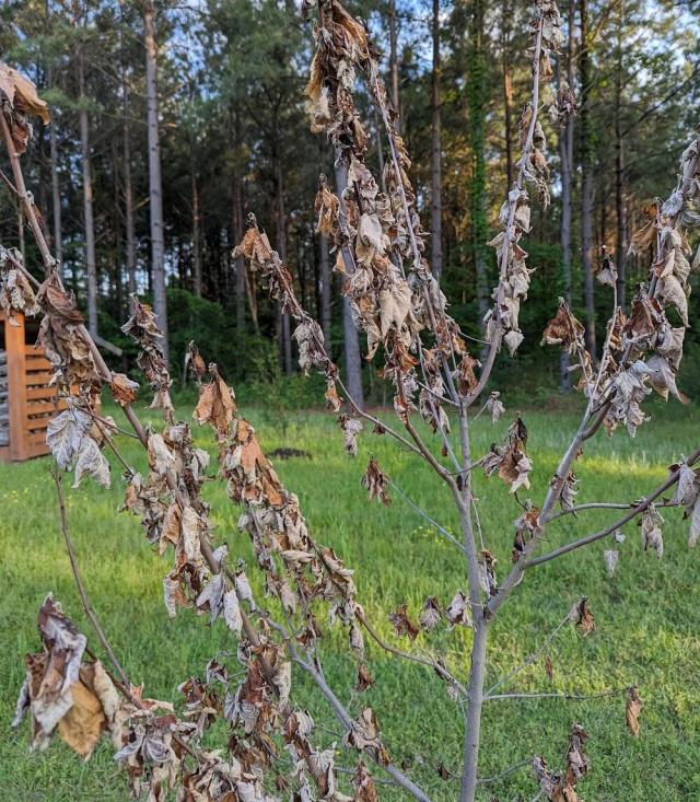 A concerned homeowner reached out to Reddit for advice after noticing their maple tree start to die. 