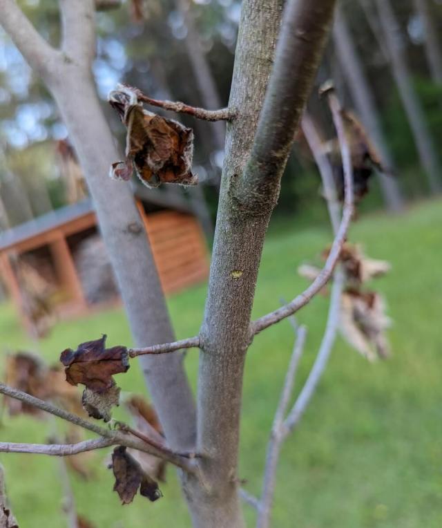 A concerned homeowner reached out to Reddit for advice after noticing their maple tree start to die.