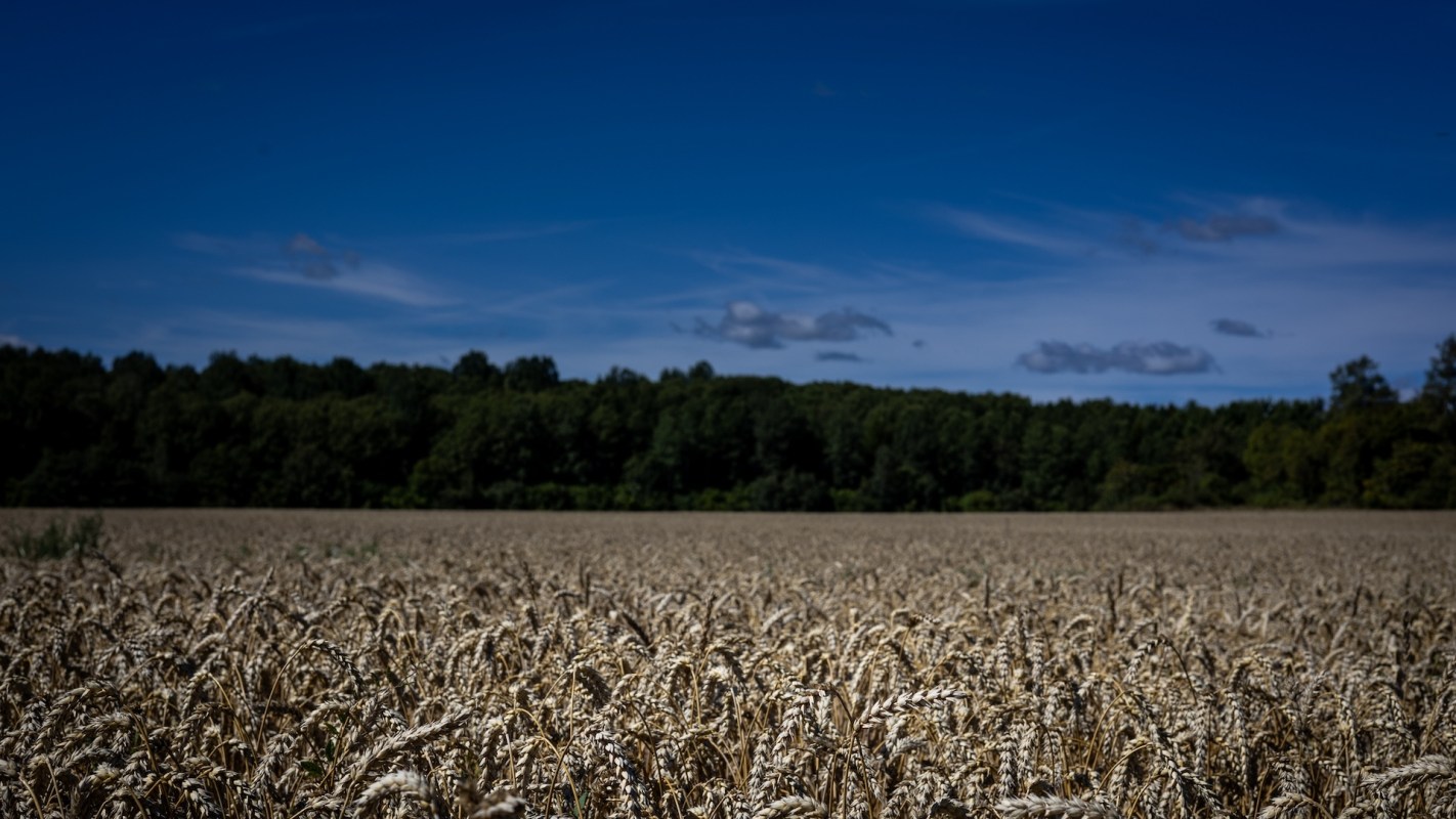 A vast field of golden wheat swaying gently in the breeze under a bright blue sky with scattered clouds. The background features a dense line of green trees. The study analyzed over 3,000 reports around the world.