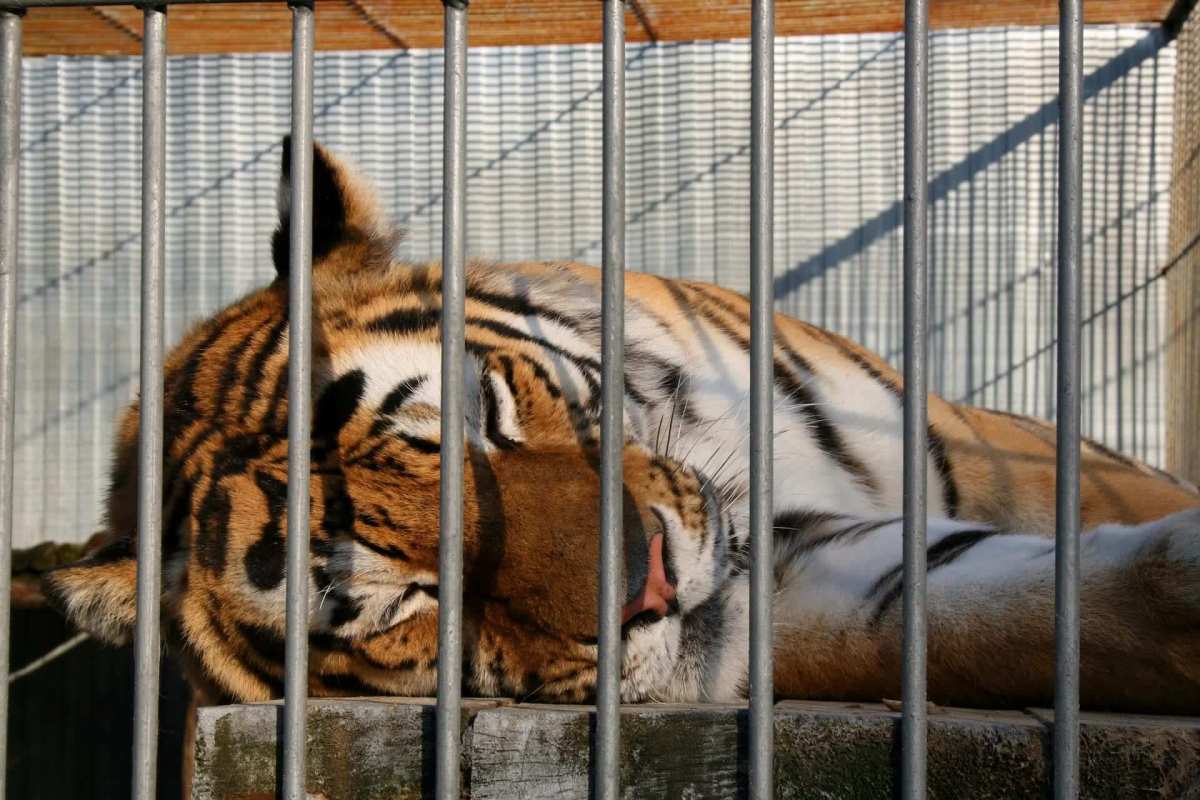 "Highly lucrative and has devastating effects."