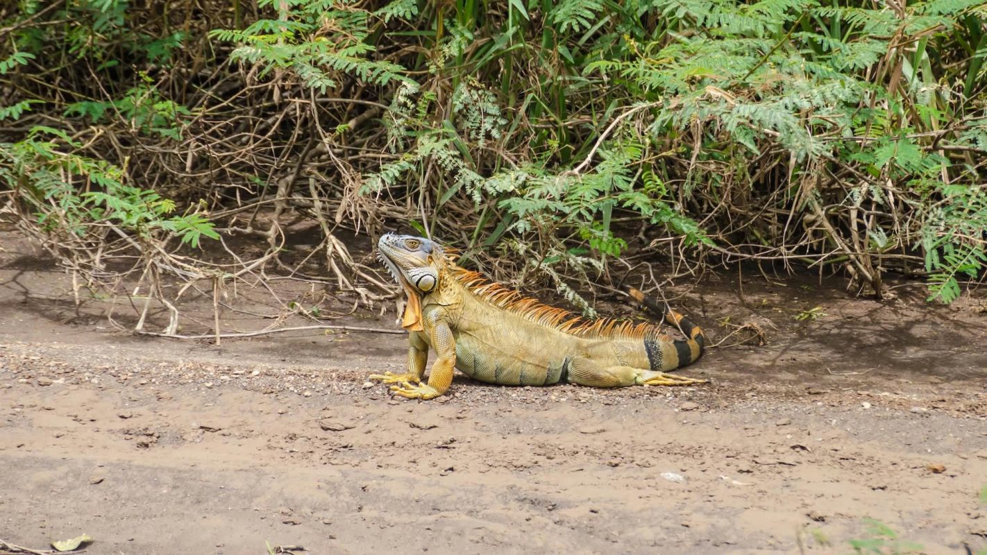 Losing even a single species causes serious ripple effects.