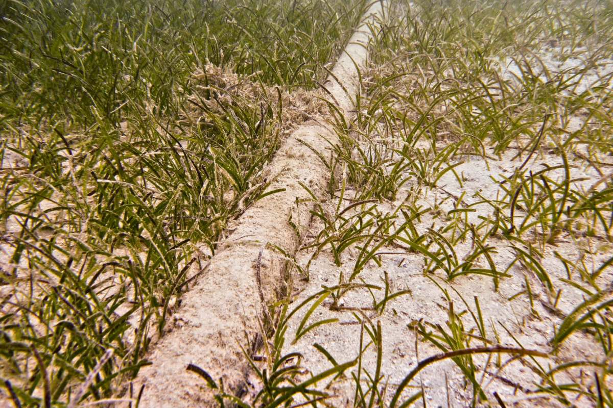 The move is part of the country's efforts to realize its ambitious climate goals.