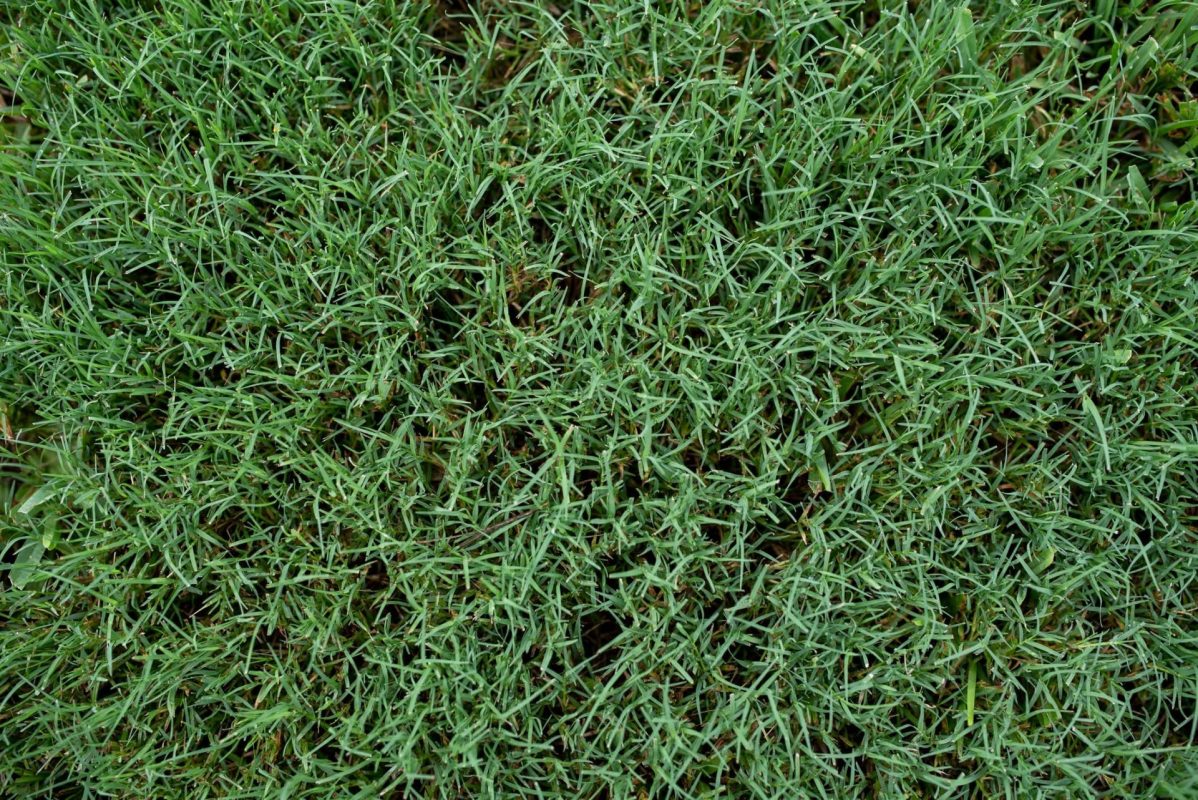 "Reconsider any contractor that suggests landscape fabric."