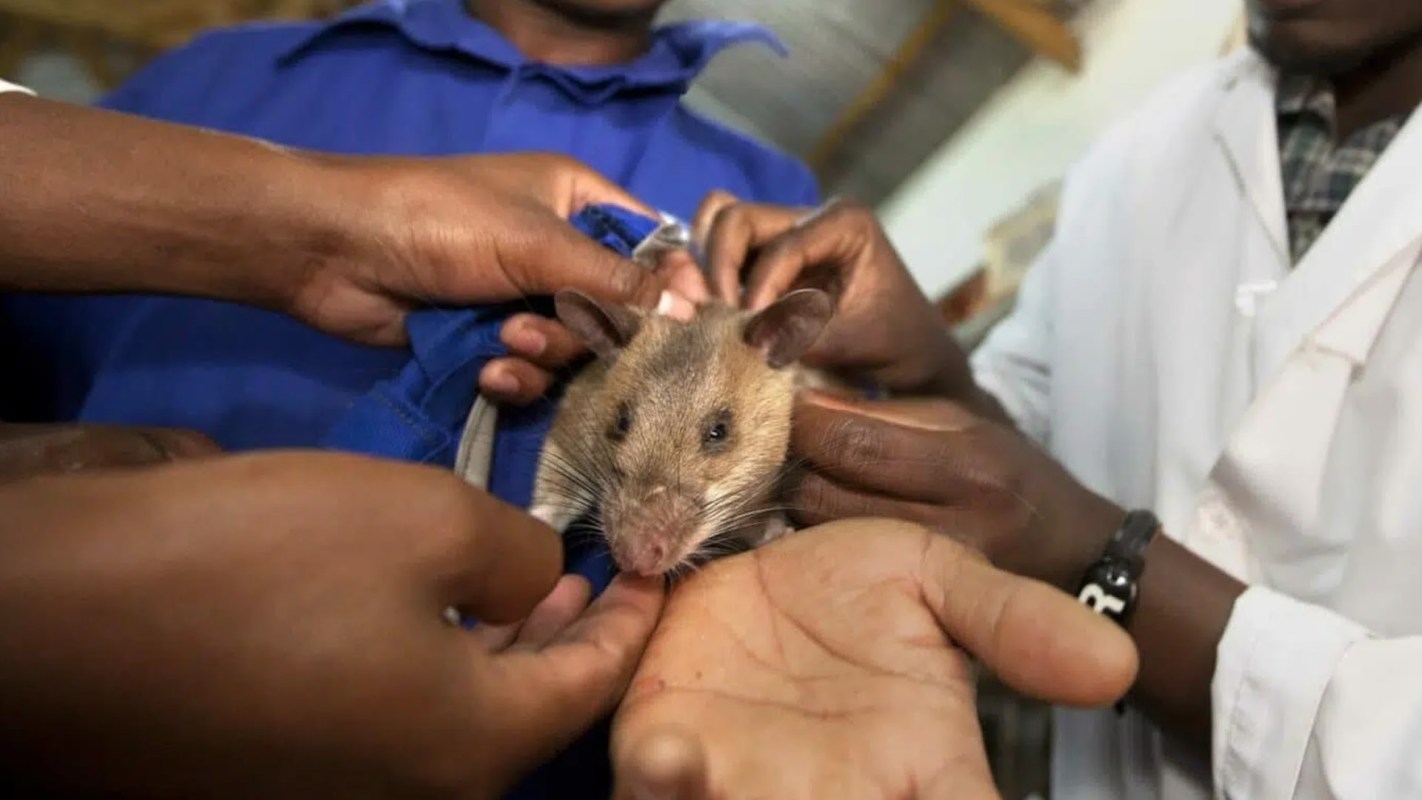 "Everybody's first impression is that the rats are our enemies."