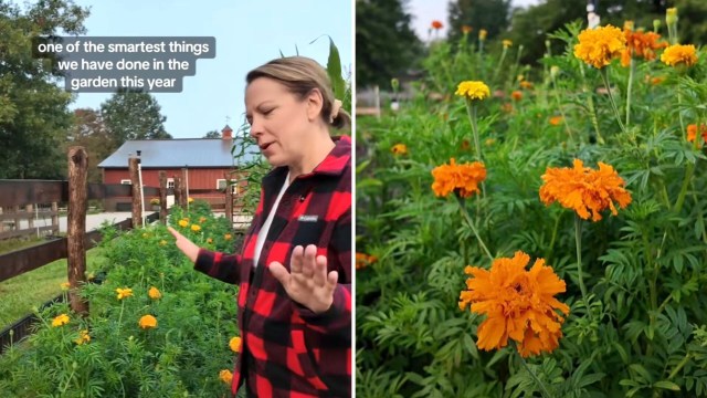 "I have them all over my garden."
