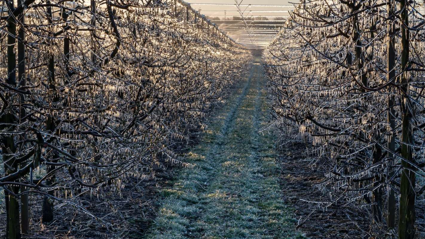 Grape and apple producers are also at risk, and there is an urgency to quickly adapt.