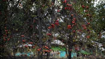 "Horticulture is the backbone of our economy."