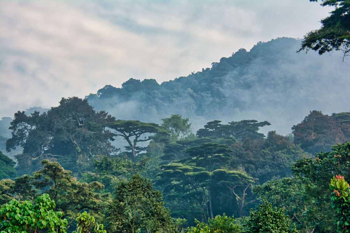 "We are committed to safeguarding our forest reserves."