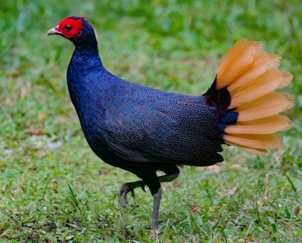 In 2021, the species was reclassified as critically endangered.