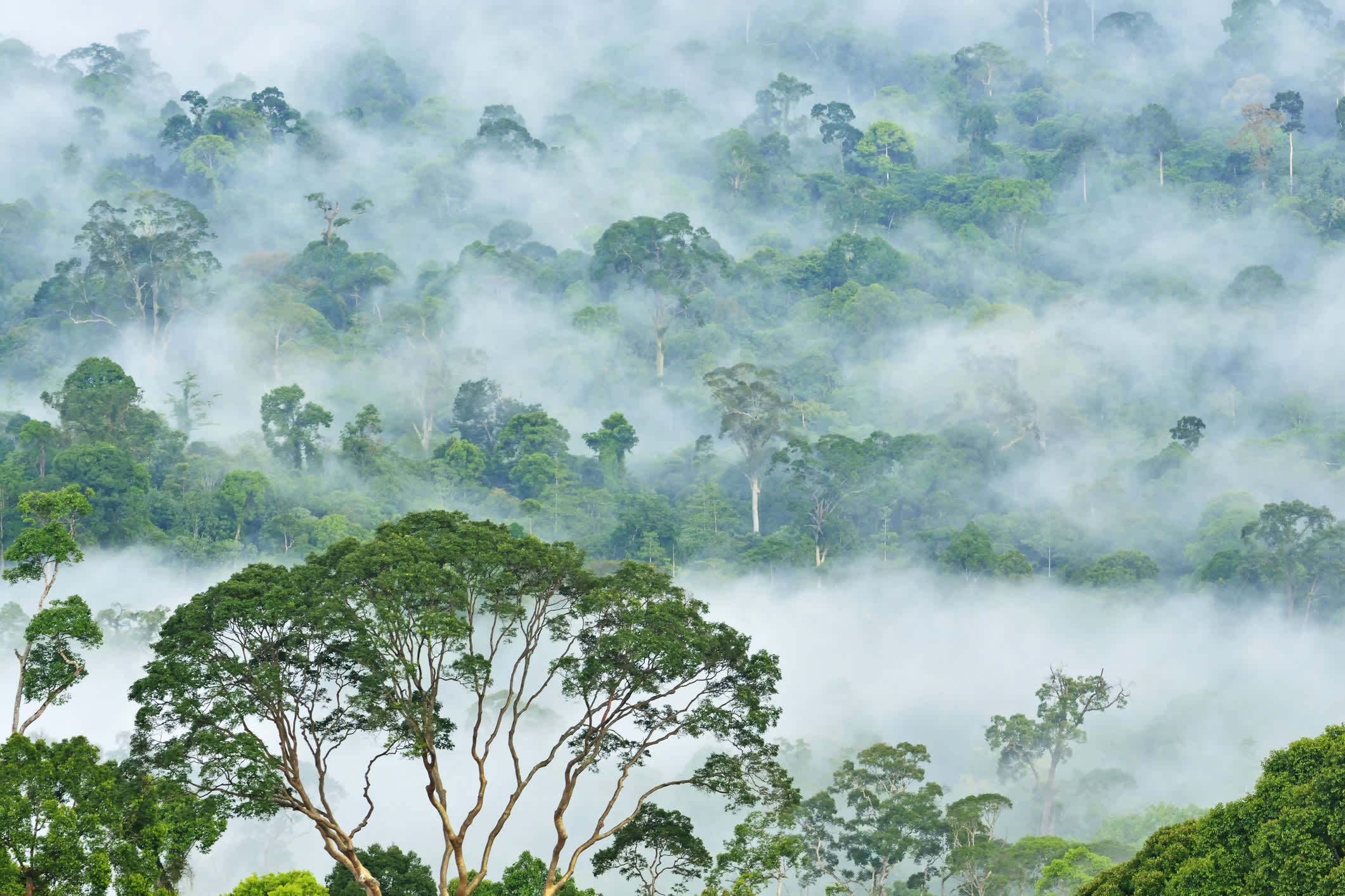 In 2021, the species was reclassified as critically endangered.