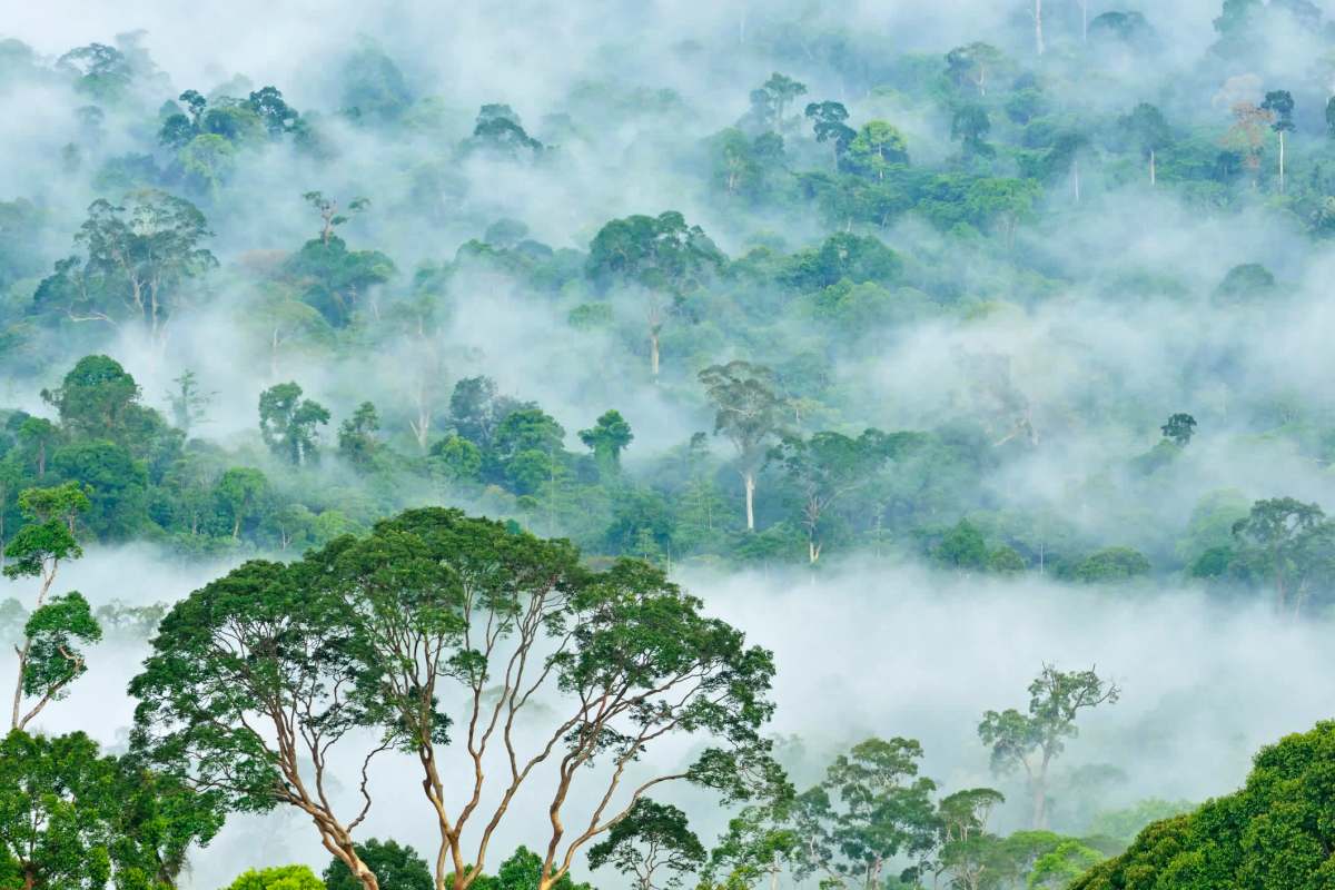In 2021, the species was reclassified as critically endangered.
