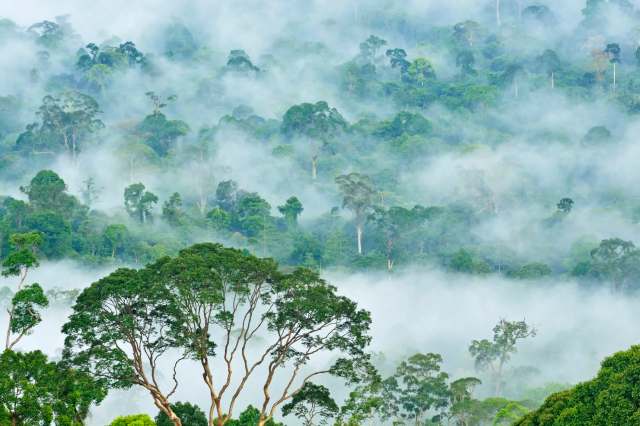 In 2021, the species was reclassified as critically endangered.
