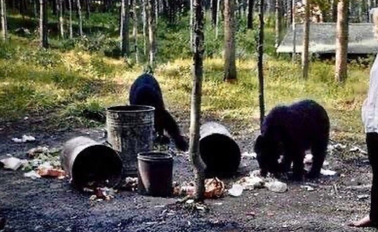 The image stands as a timeless example of what "not" to do in an encounter with wildlife.