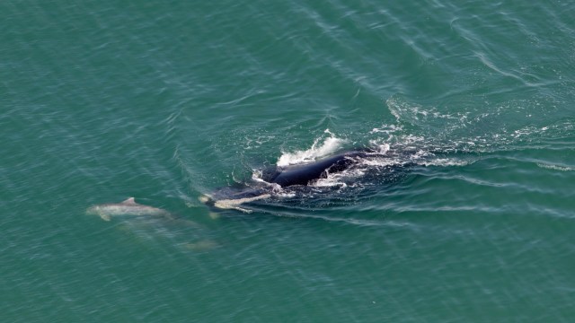 "It's always reassuring to know they've made the hazardous journey from the southeastern U.S. coast safely."