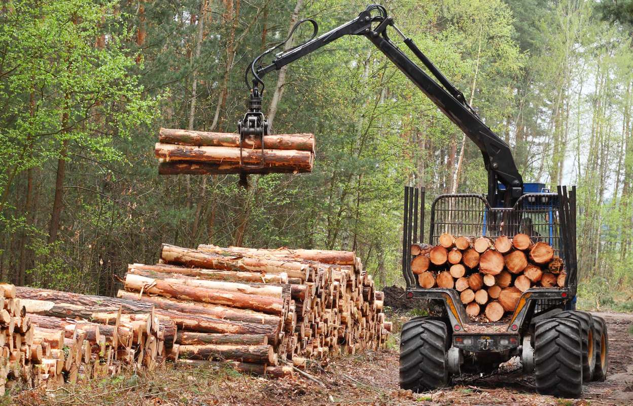 The National Forest Reserve Act of 1964 was established to preserve Thailand’s reserved forests.