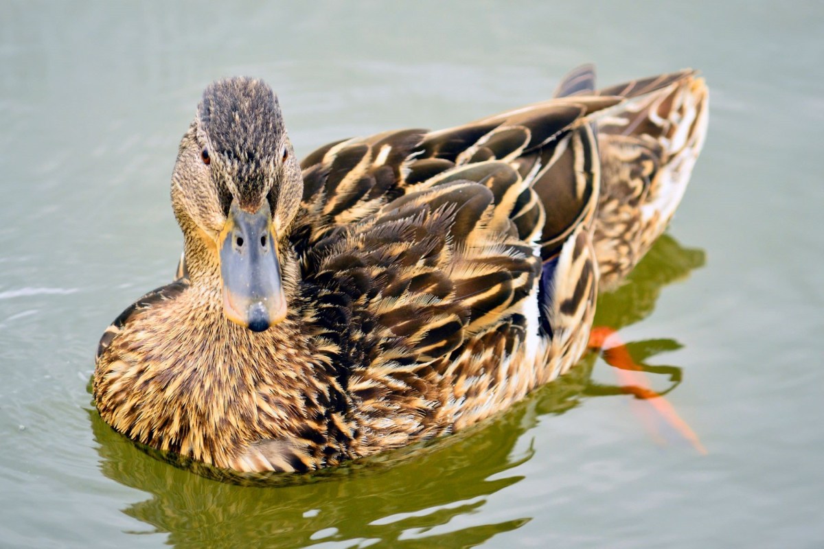 "The public can help us protect animals and avoid these incidents happening in the first place."