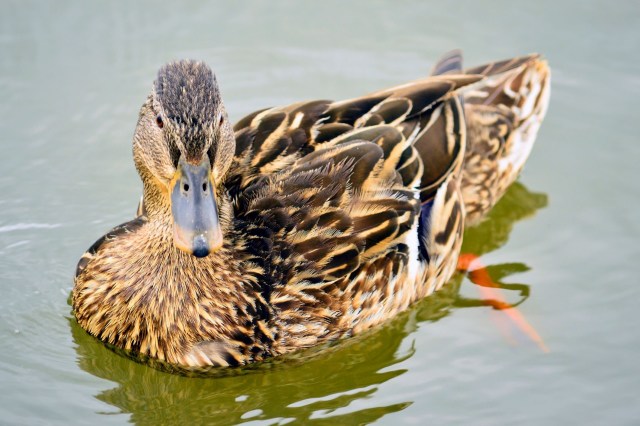 "The public can help us protect animals and avoid these incidents happening in the first place."