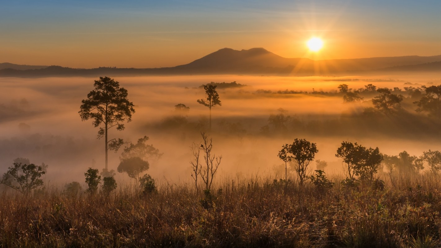 They are native to Thailand and once flourished throughout Southeast Asia.