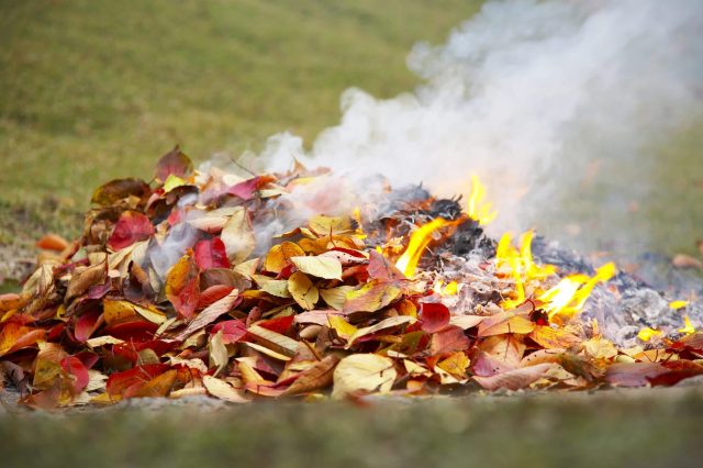 Bingham was caught making an outdoor fire not once but twice.