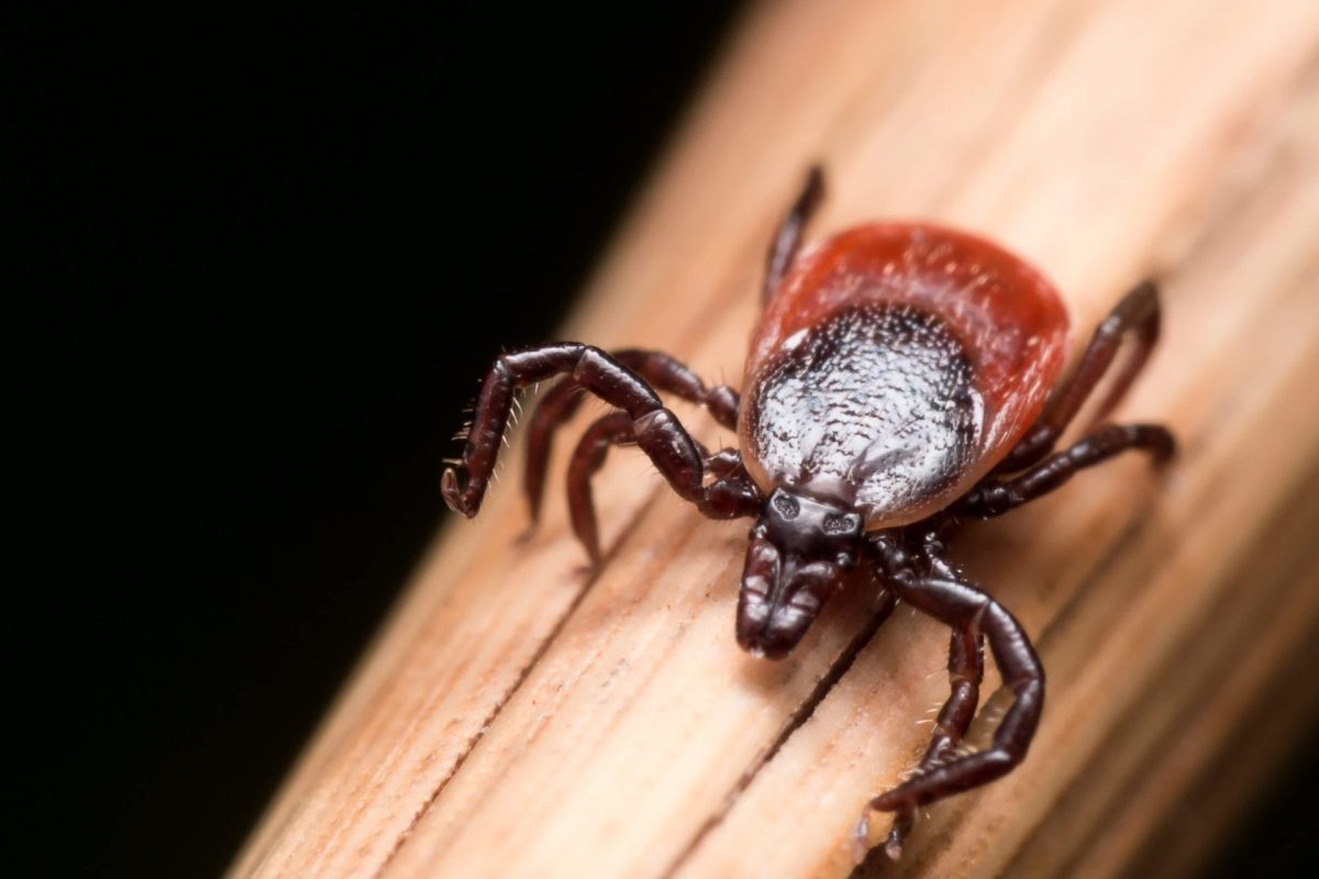 The CDC estimates that as many as 450,000 Americans might have been affected.