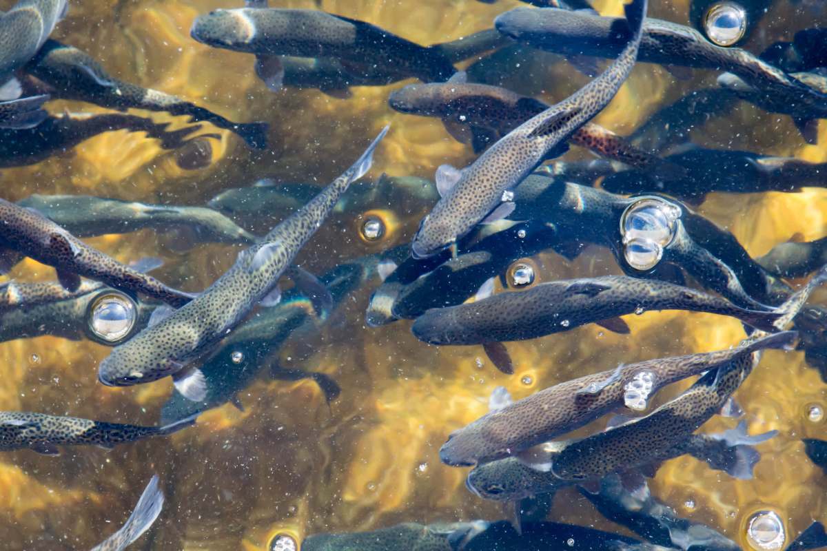 "Aquaculture can help to feed our growing population."