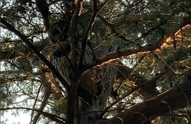 "What a compliment from nature."