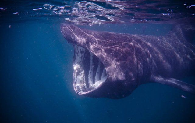 These sharks typically roam open waters.