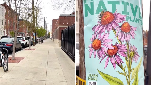 "Planting native plants is a relatively cheap and easy solution."