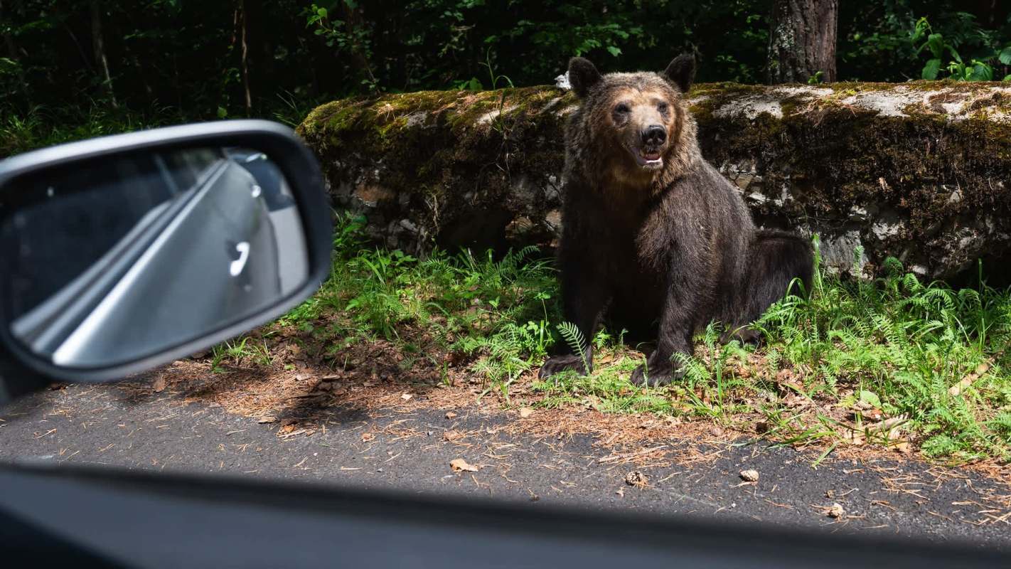 "I bet the bear wishes he had some human spray."